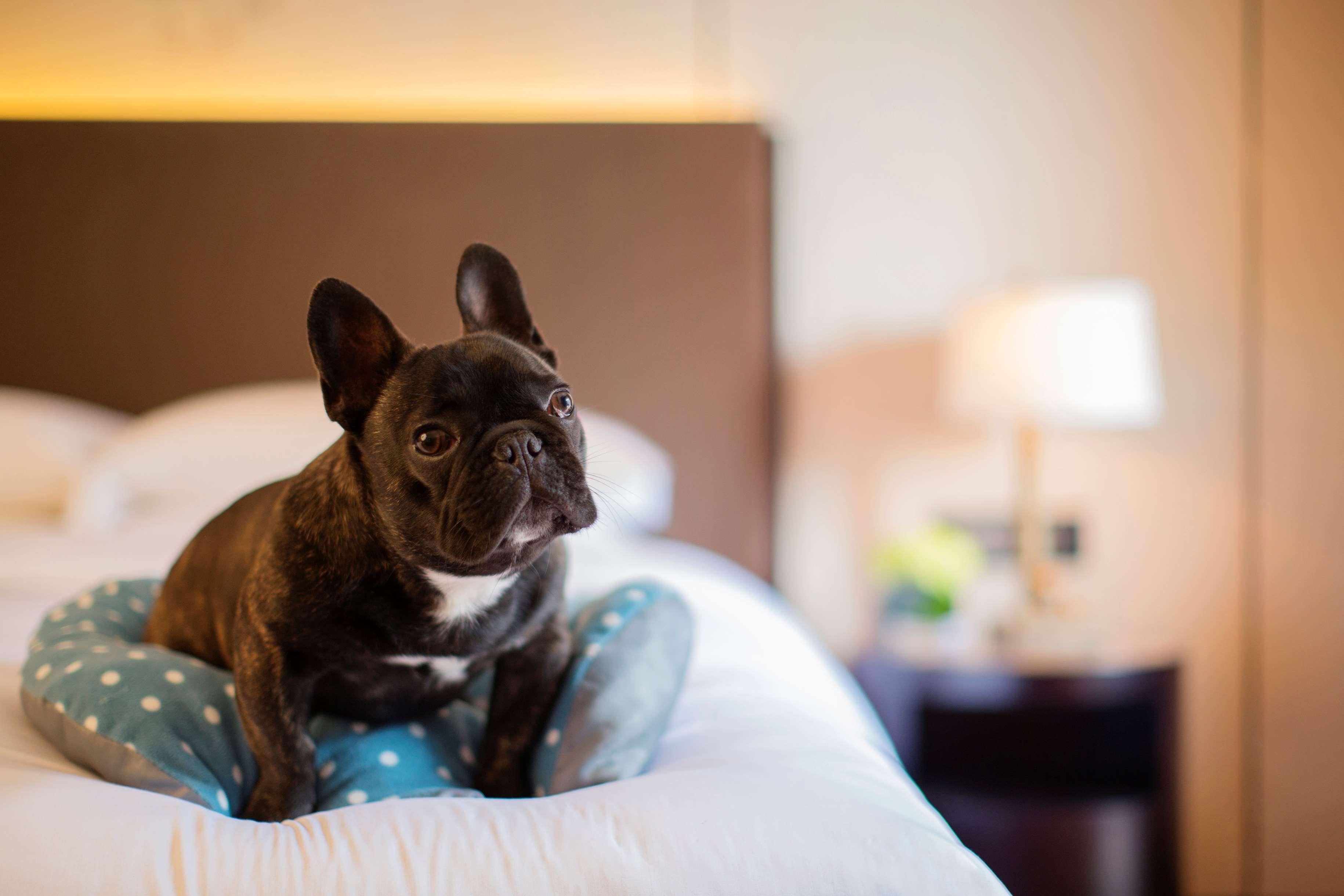 ไฮแอท รีเจนซี ฉงหมิง Hotel Chongming ภายนอก รูปภาพ